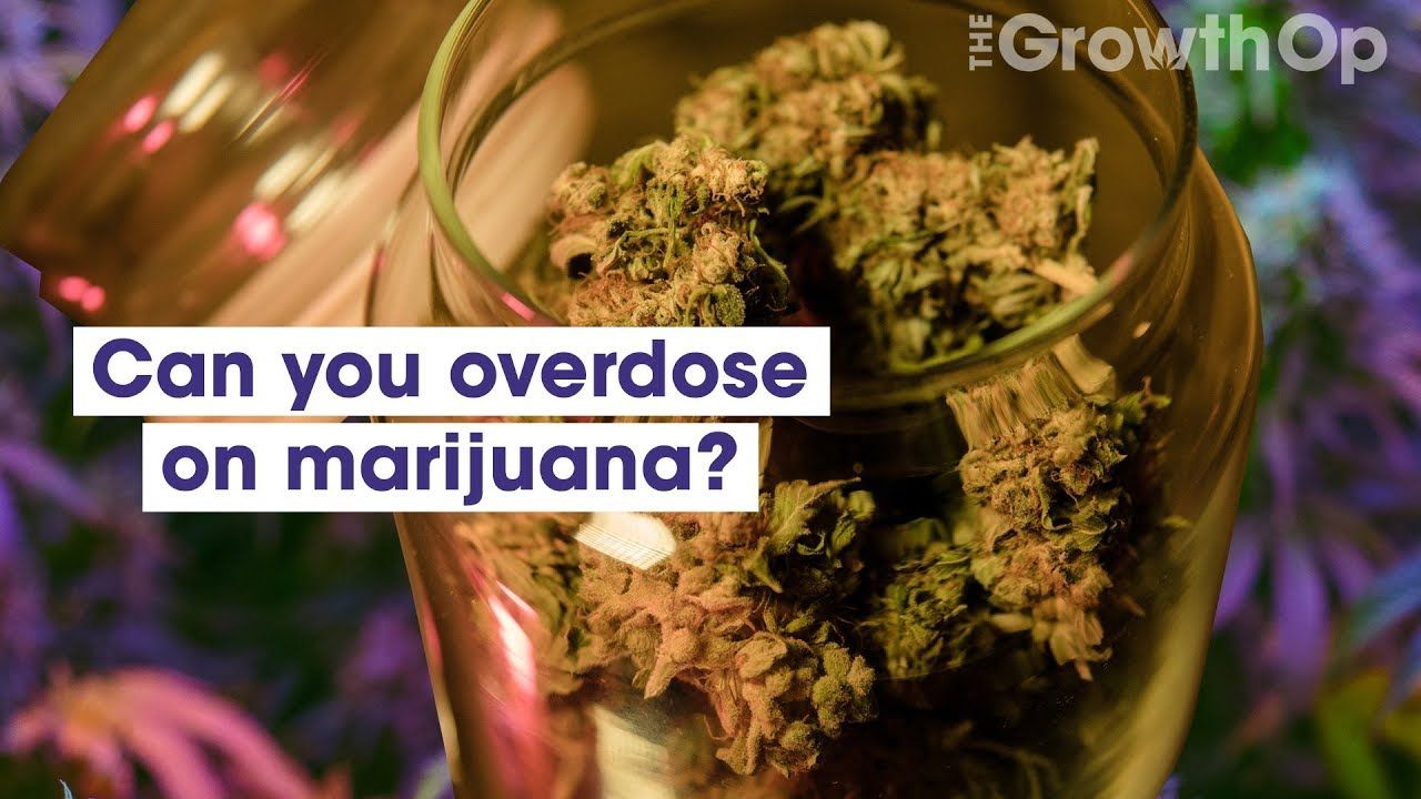 1769534465 maxresdefault.jpg