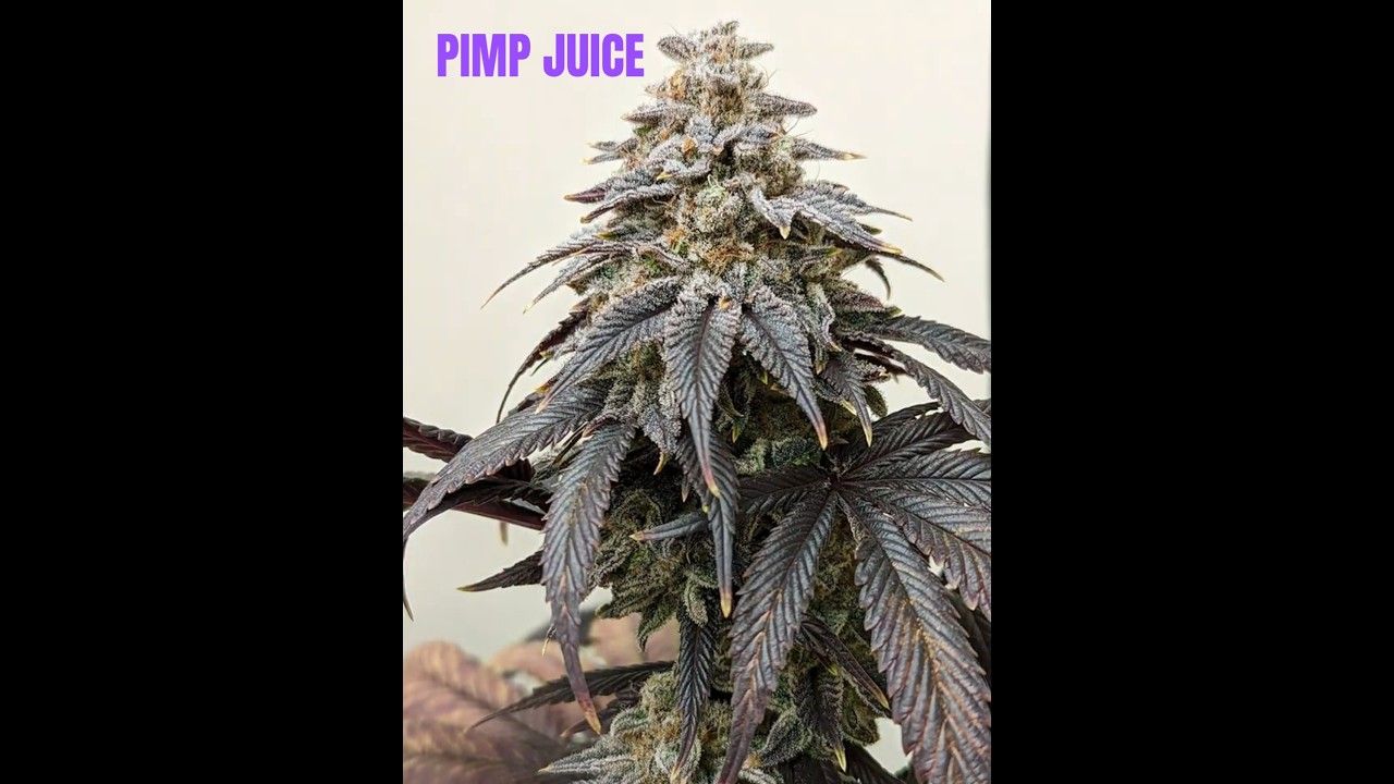 1763946544 maxresdefault.jpg