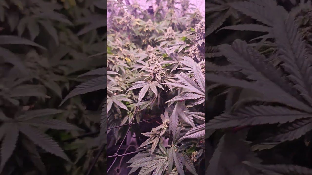 1762994761 maxresdefault.jpg