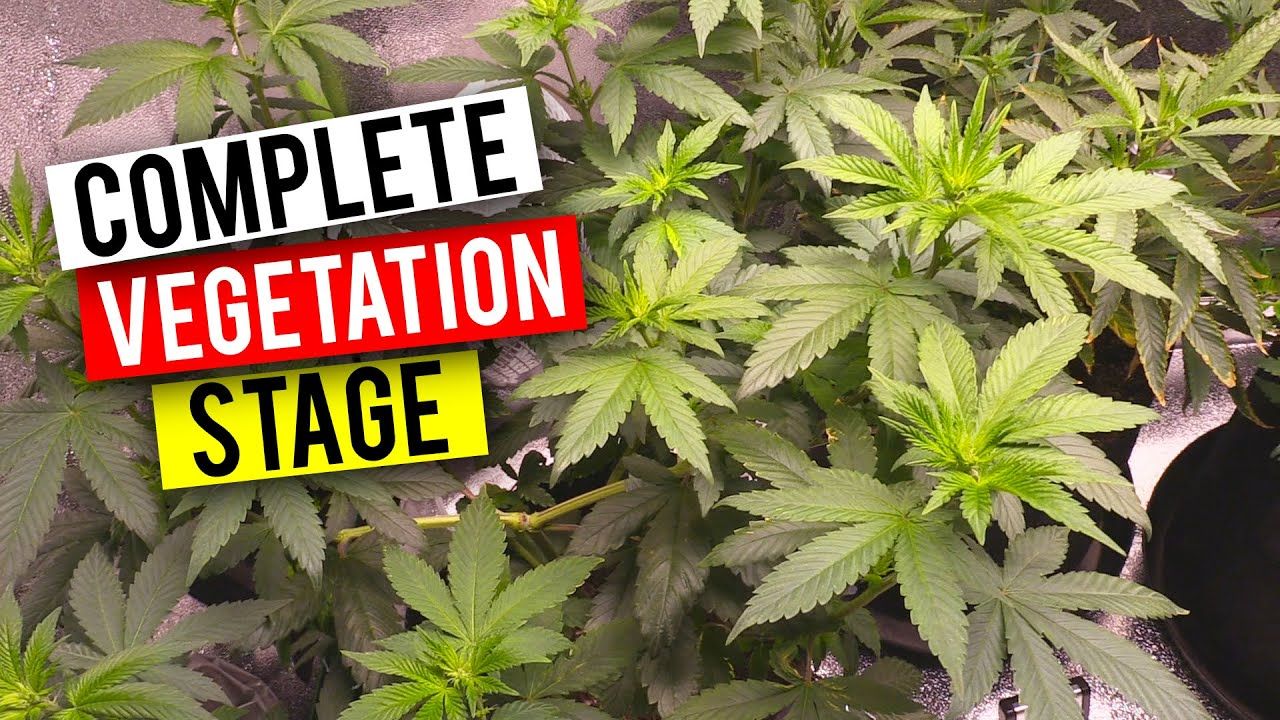 1772650377 maxresdefault.jpg