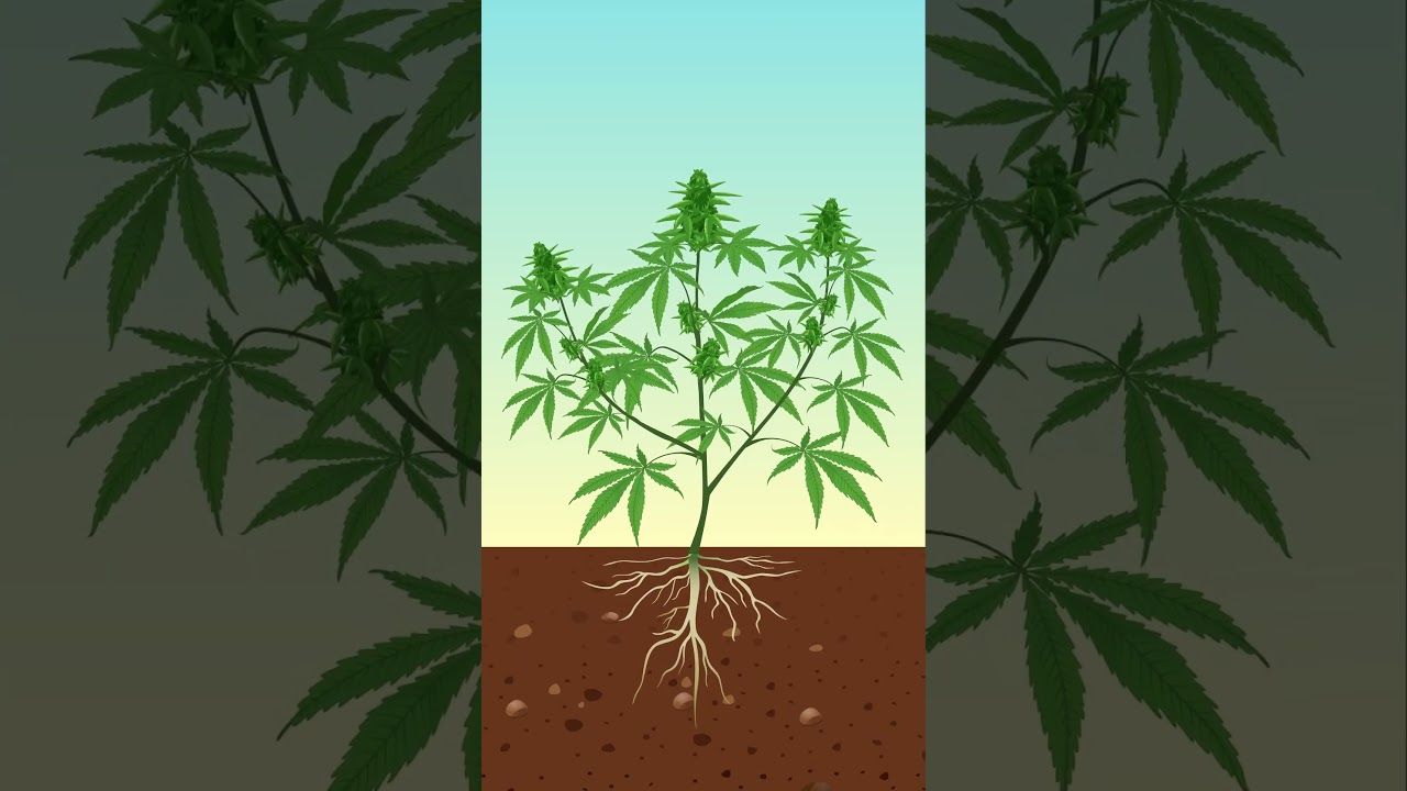 1762000217 maxresdefault.jpg