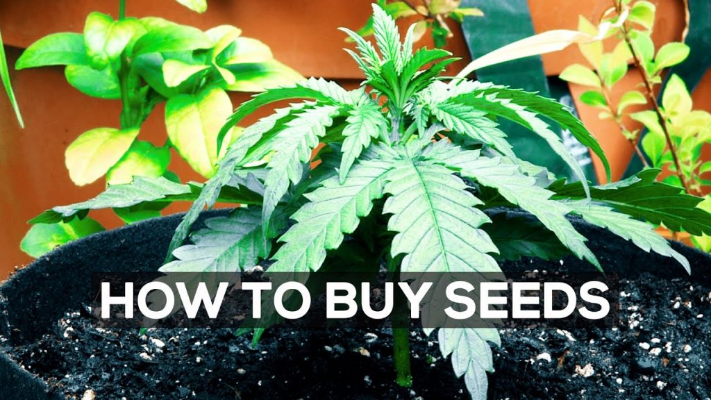 How To Buy Cannabis Seeds Discreetly Online (Cannabasics #133 ...