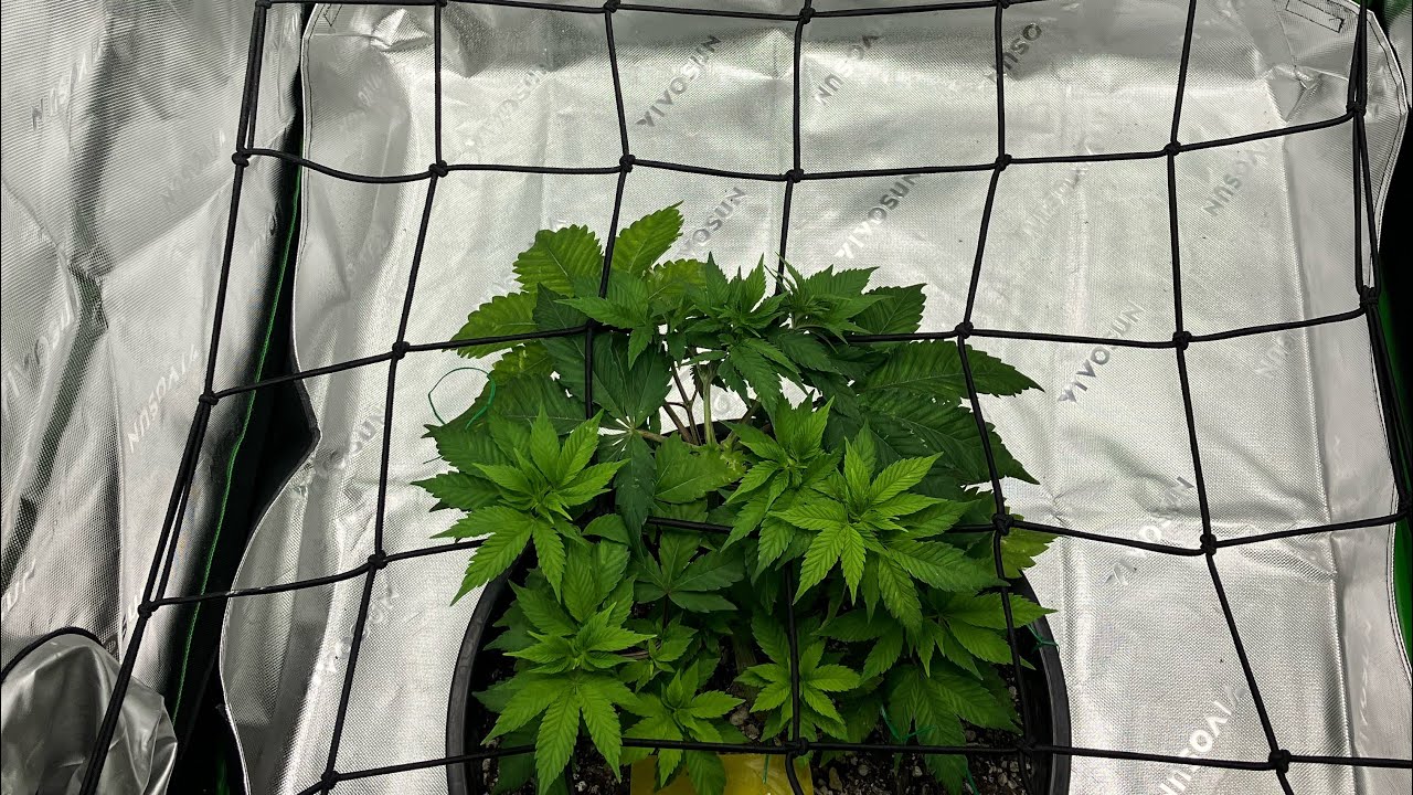 Scrog Frames Scrog 6 weeks from seed. – thcscout.com