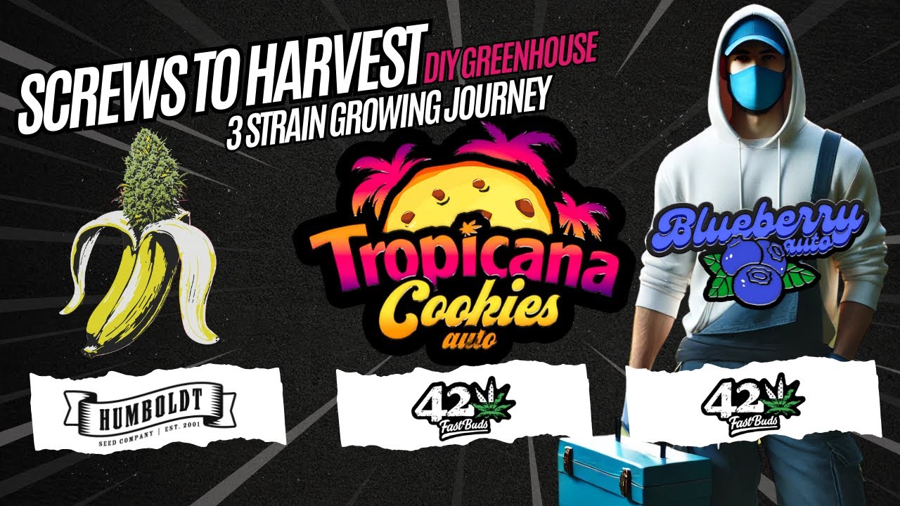 Screws to Harvest – DIY Greenhouse Build & Strain Growing Journey ...