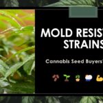 1762822534 maxresdefault.jpg