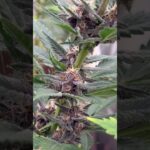 1763038013 maxresdefault.jpg