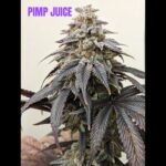 1763946544 maxresdefault.jpg