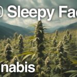 1764342061 maxresdefault.jpg