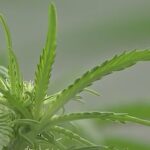 1764904602 maxresdefault.jpg