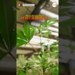 1765077605 maxresdefault.jpg