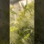 1765942863 maxresdefault.jpg