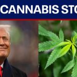 Cannabis stocks surge after reports that trump may reclassify the.jpg