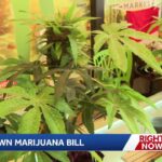 Florida bill could allow home grown marijuana raises questions for cannabis.jpg