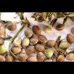 1767932879 hqdefault.jpg