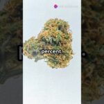 1767933148 maxresdefault.jpg