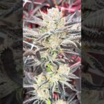 1768489017 maxresdefault.jpg