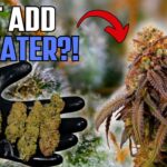 1768705339 maxresdefault.jpg