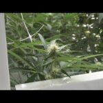 1769231403 hqdefault.jpg