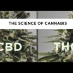 1770356313 hqdefault.jpg