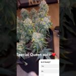 1770572466 maxresdefault.jpg