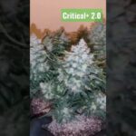 1770868523 maxresdefault.jpg