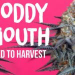 1771005347 maxresdefault.jpg