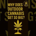 1771560659 maxresdefault.jpg