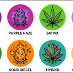 Every weed type its effects explained in 22 minutes.jpg
