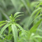 Marijuana could interact with your prescription meds what you need.jpg