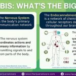 Understanding cannabis as medicine 2024.jpg