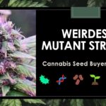 1772563198 maxresdefault.jpg