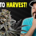 1772649717 maxresdefault.jpg