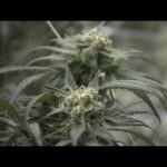 1773731949 hqdefault.jpg