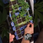 1774034377 maxresdefault.jpg