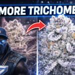 1774632840 maxresdefault.jpg