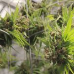 High demand for medical marijuana means more jobs.jpg