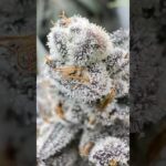 My daily routine that creates super frosty buds.jpg