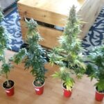 1775801127 maxresdefault.jpg