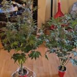 1777192915 maxresdefault.jpg