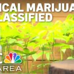 1777364911 trump reclassifies state licensed medical marijuana as a less dangerous drug.jpg