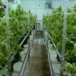 Feds decriminalize medical marijuana.jpg