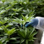 Georgia patients hopeful about recent medical marijuana changes.jpg