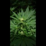 Medical marijuana reclassified what it does and doesnt mean.jpg