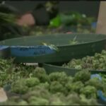 Medical marijuana use could impact your employment in massachusetts.jpg