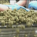16 pa dispensaries begin selling dry leaf medical marijuana.jpg