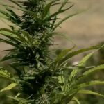 Marijuana reclassification expands medical cannabis business reach.jpg