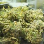 Heres who benefits under texass now official medical marijuana expansion.jpg